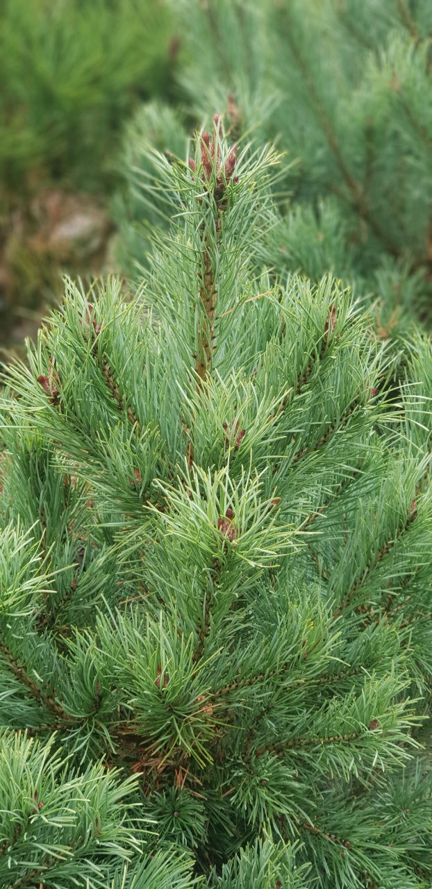 Pinus strobus-  