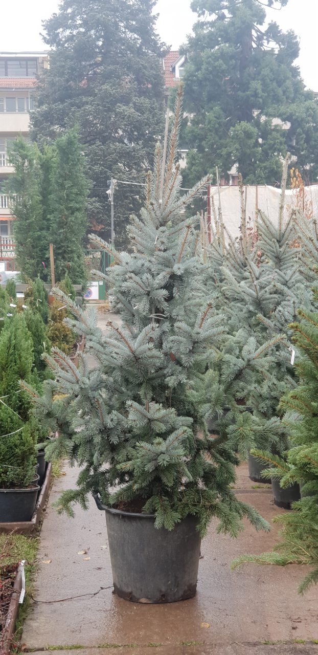 Picea pungens 'Hoopsii'  Cpepc cp