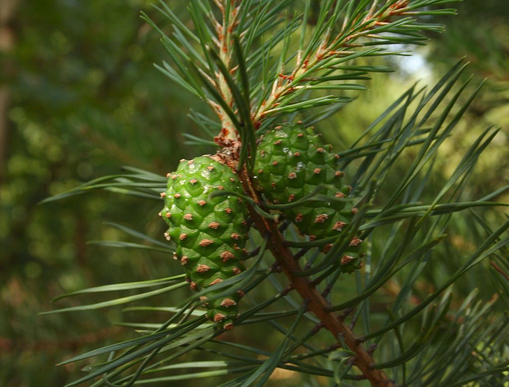 Pinus sylvestris -   