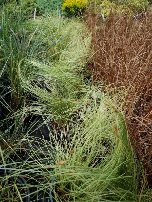 Carex comans 'Amazon Mist'-  '  '