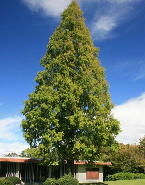 Metasequoia glyptostroboides, K  