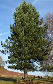 Pinus nigra,  