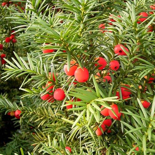 Taxus baccata,  