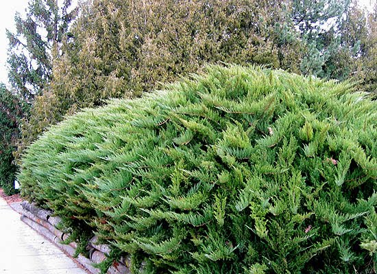 Juniperus sabina,  