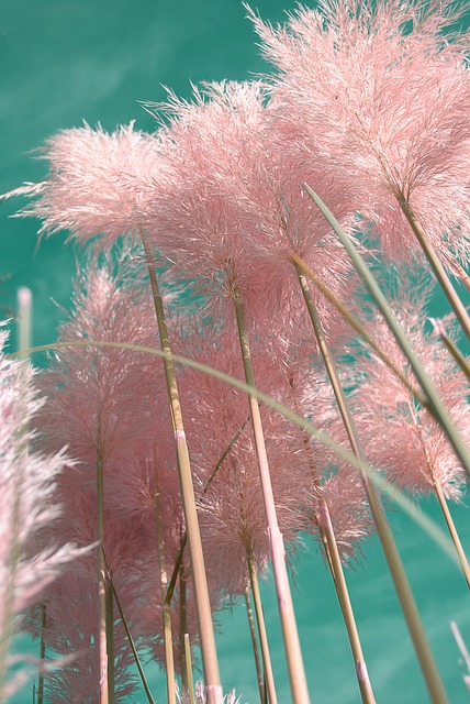 Cortaderia selloana 'Pink Feather' -  ,    